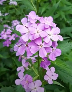 hesperis matronalis violet